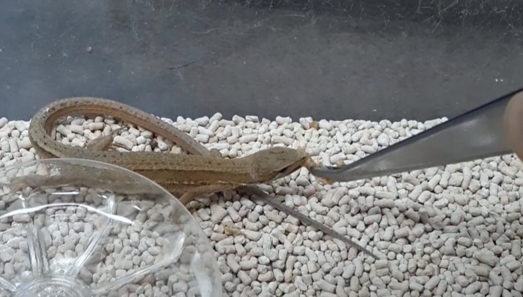 カナヘビがピンセットで餌を食べる