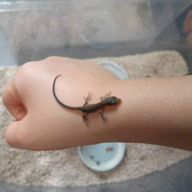 カナヘビ赤ちゃん