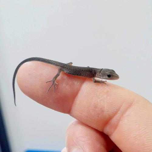 手の乗りカナヘビベビー