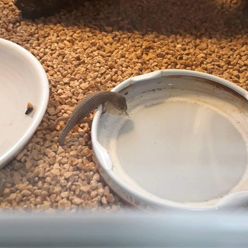 水入れ(瓶の蓋)