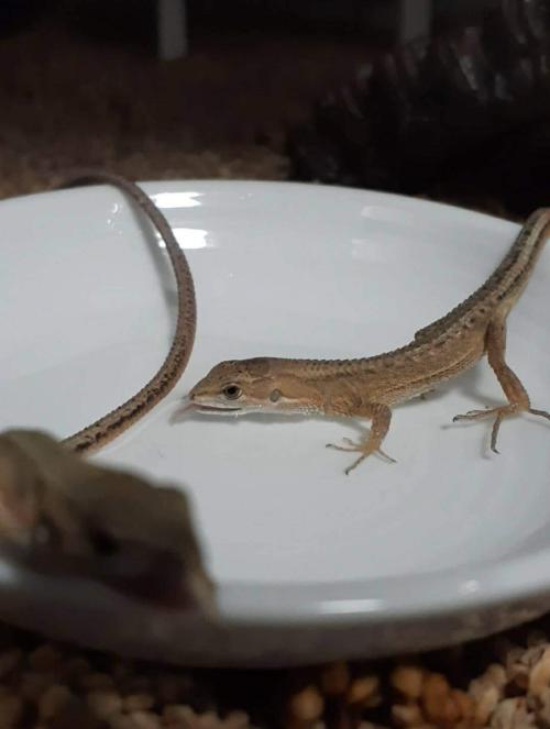 水を飲むカナヘビ