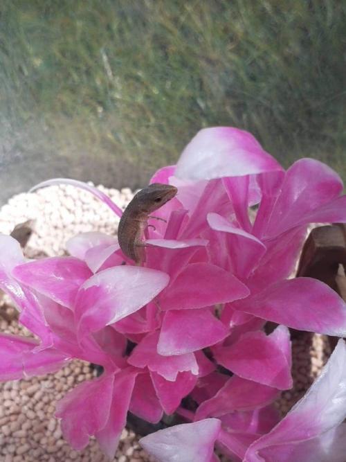 花に乗るカナヘビ