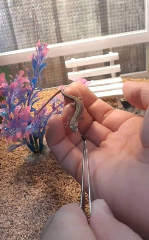 カナヘビ体長約9㎝(餌冷凍フタホシ2令サイズ)