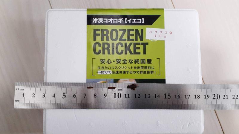 冷凍コオロギの大きさの違い