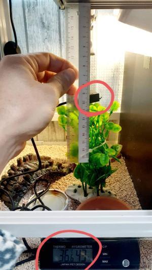 ヒーティングトップから10㎝の気温36.6℃