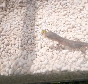 カナヘビ赤ちゃん飼育方法