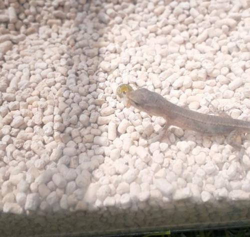 カナヘビ赤ちゃん飼育方法