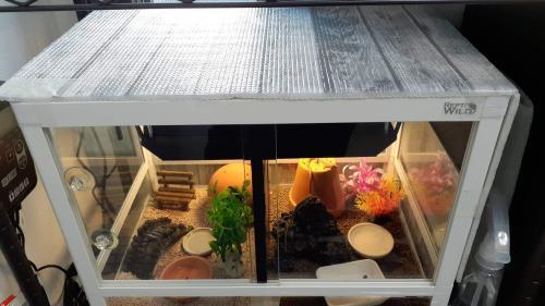 上から撮ったカナヘビのケージ