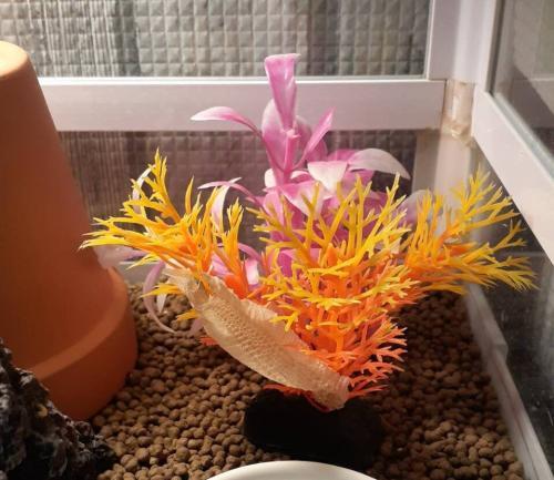 カナヘビ人工水草