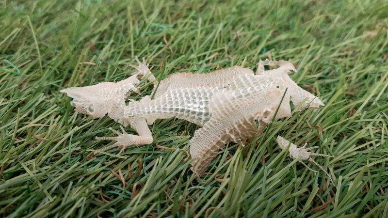 カナヘビの脱皮