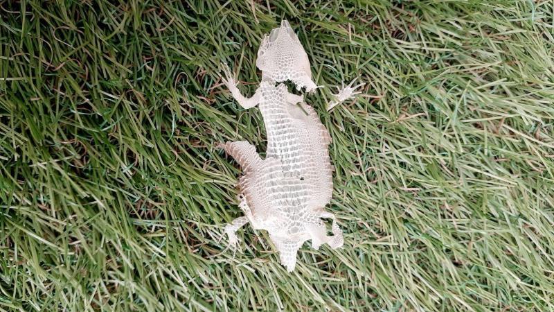 カナヘビの脱皮 上からの画像