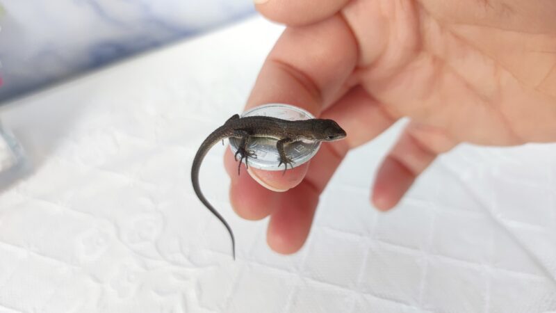 赤ちゃんカナヘビ、小さい