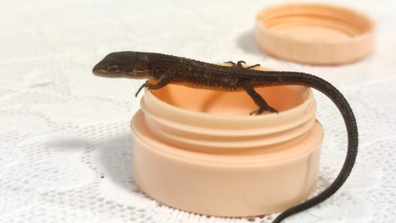 カナヘビ赤ちゃんコンタクトケース