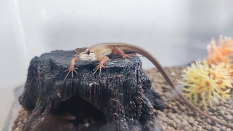 トンネル流木シェルターに乗るカナヘビ