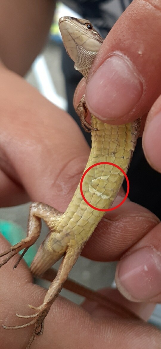 カナヘビの卵育て方 画像で説明 注意点は3つ とかぼうブログ