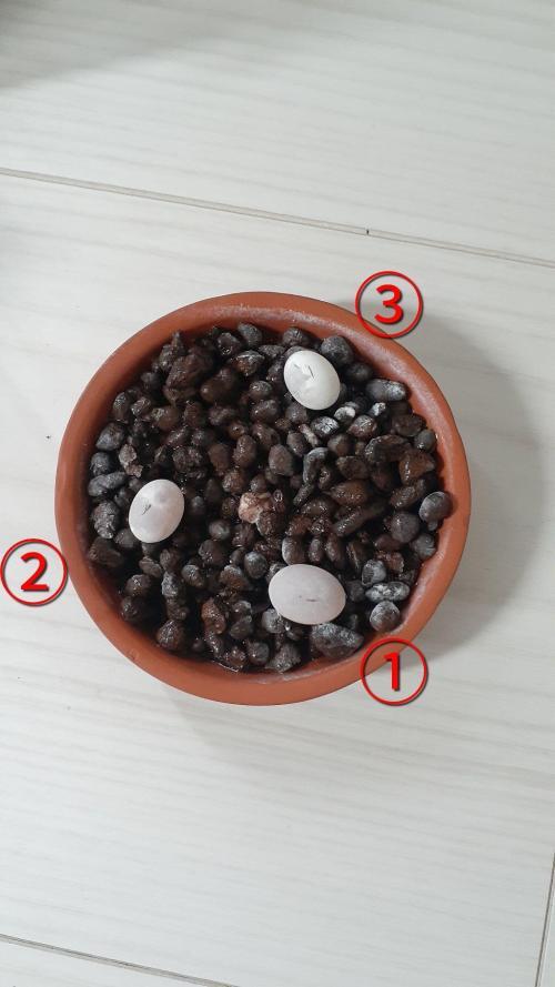 カナヘビの卵の育て方