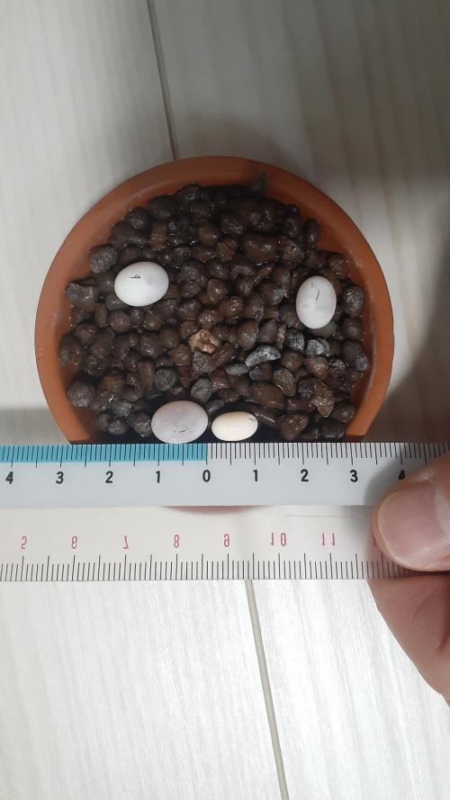 カナヘビの卵 大きさ比較