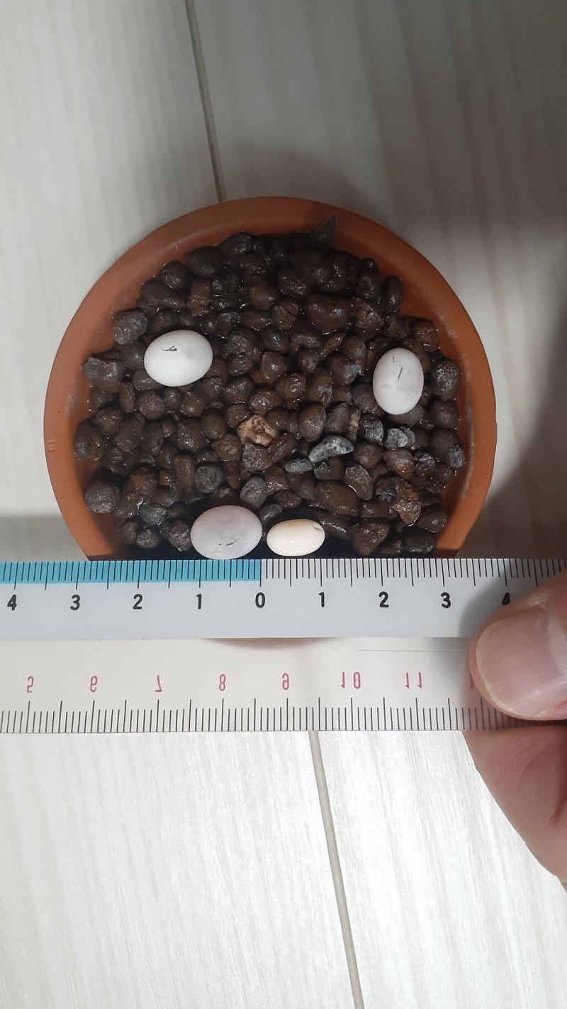 カナヘビの卵 大きさ比較