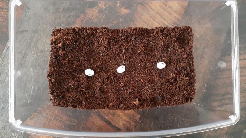 カナヘビの卵 マーキング済み