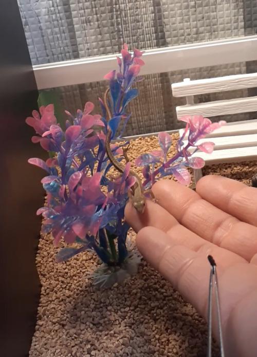 カナヘビはなつく