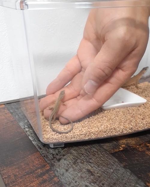 手に上ってくるカナヘビ