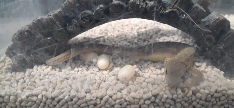 卵を3つ産んだ カナヘビ