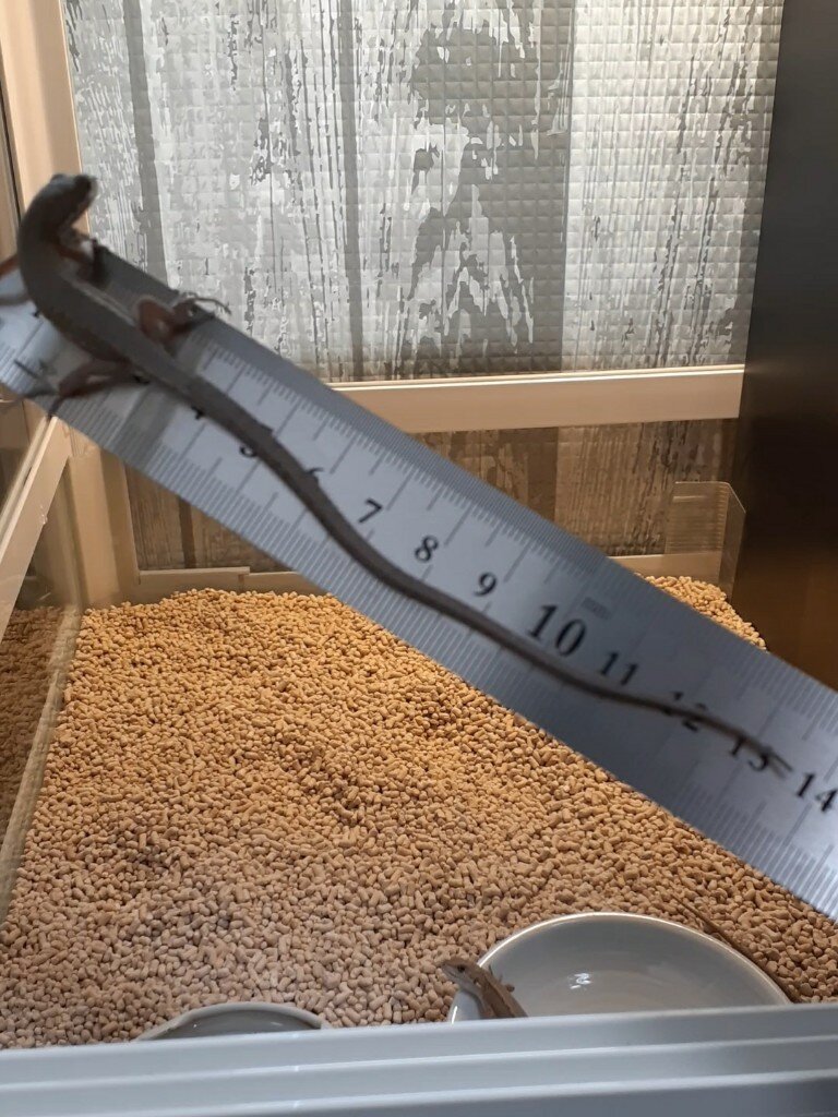 カナヘビ約16㎝