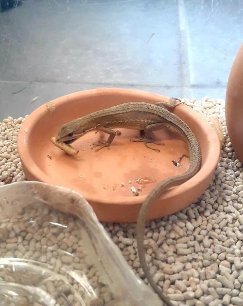 バグプレミアムを食べるカナヘビ