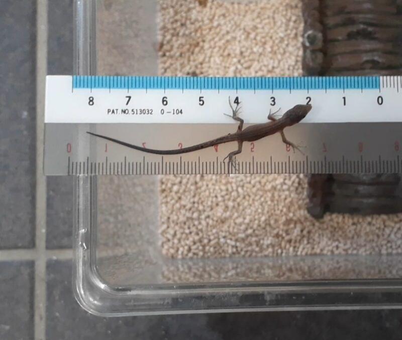 カナヘビ赤ちゃん約6㎝