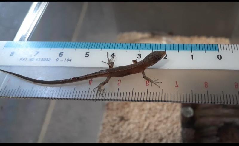 孵化直後のカナヘビ