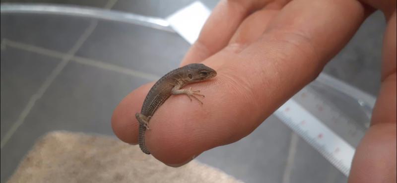 かなへびのかわいい魅力を紹介します とかぼうブログ