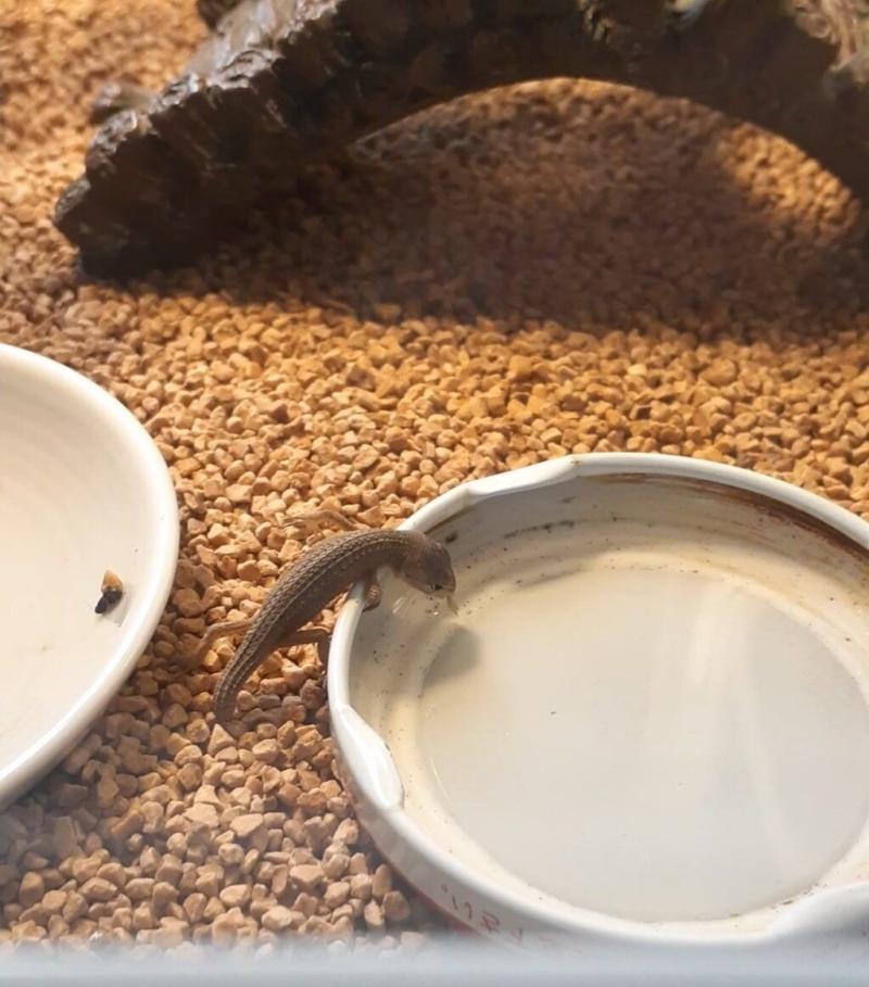 水を飲むカナヘビ