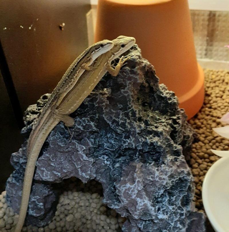 2匹のカナヘビ