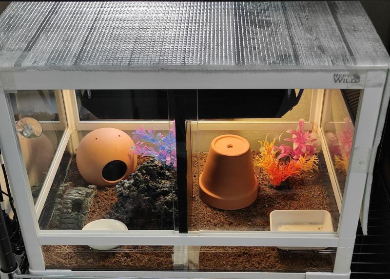 カナヘビの飼育ケージ