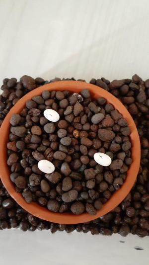 カナヘビの卵のへこみは直る