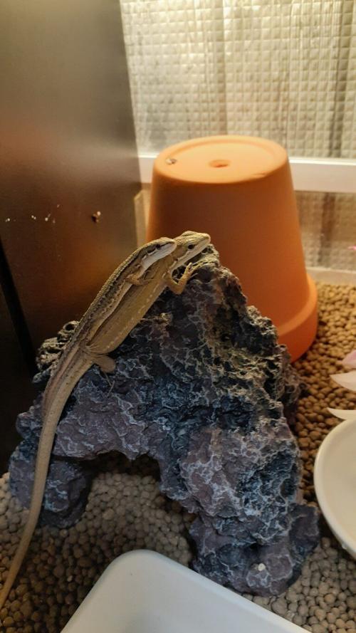 上がオス、下がメス