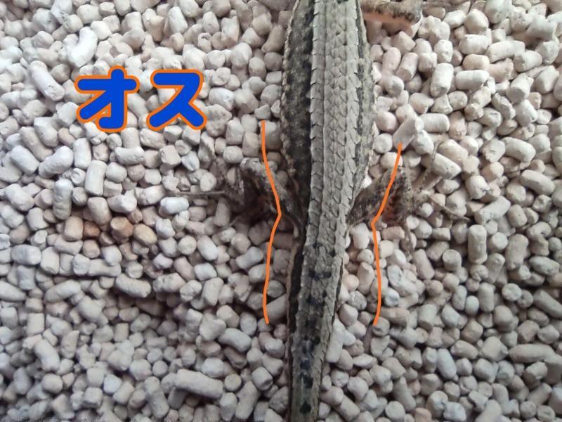 カナヘビ−オス