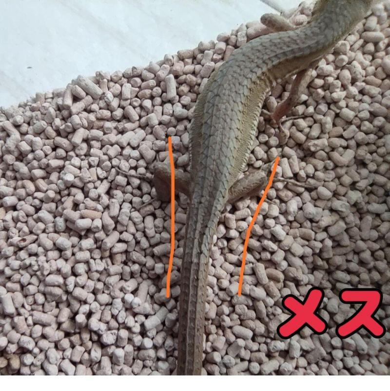 カナヘビ−メス