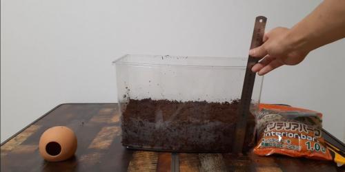 カナヘビの冬眠用の土を敷く