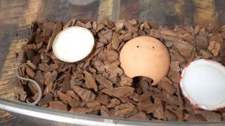 冬眠・冬の越し方