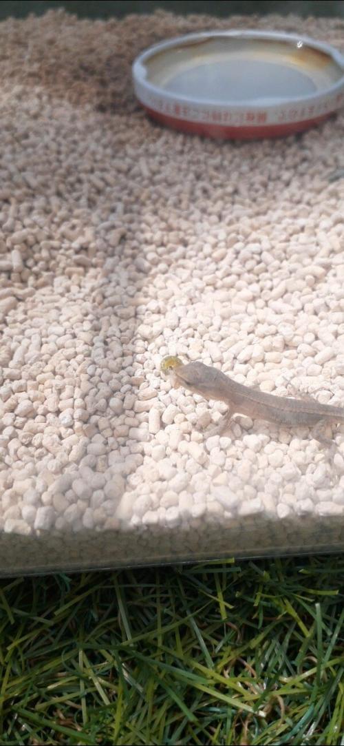 カナヘビの食事