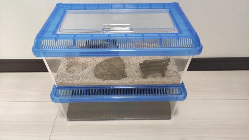 カナヘビの飼育ケース