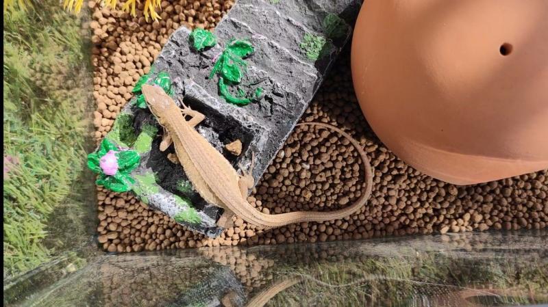 カナヘビが餌を食べない