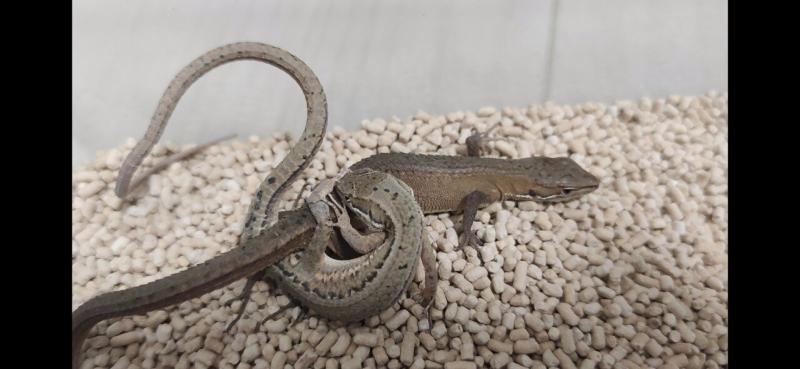 カナヘビの交尾