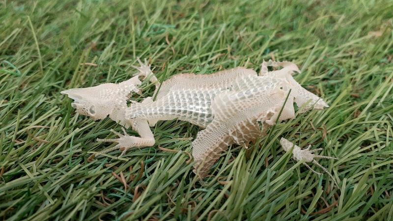 カナヘビの脱皮