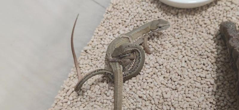 カナヘビの交尾