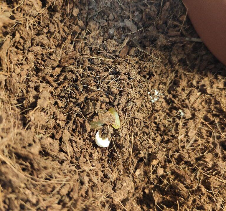 カナヘビの無精卵