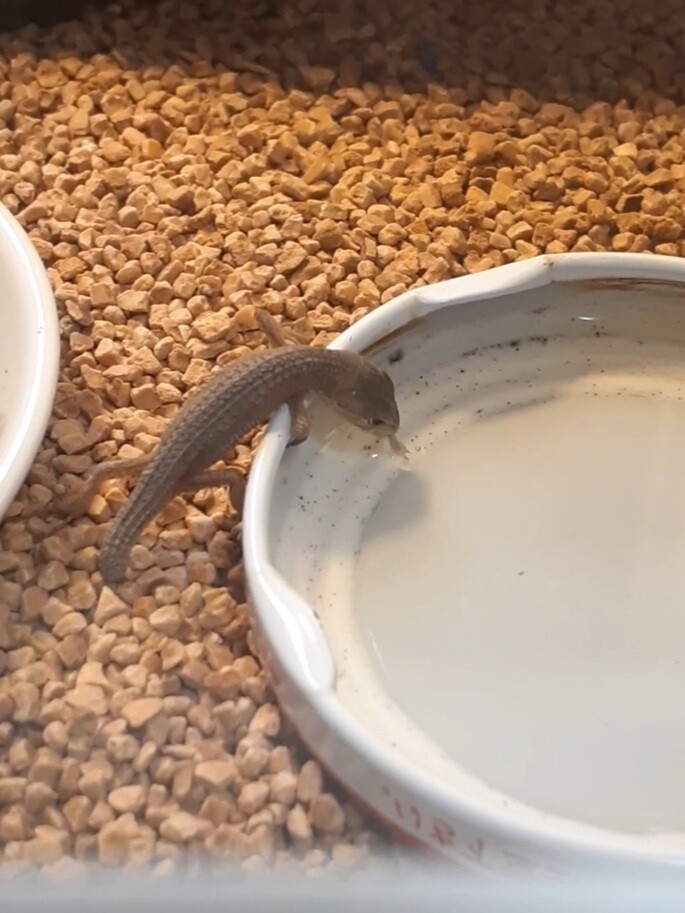 水を飲む赤ちゃんカナヘビ