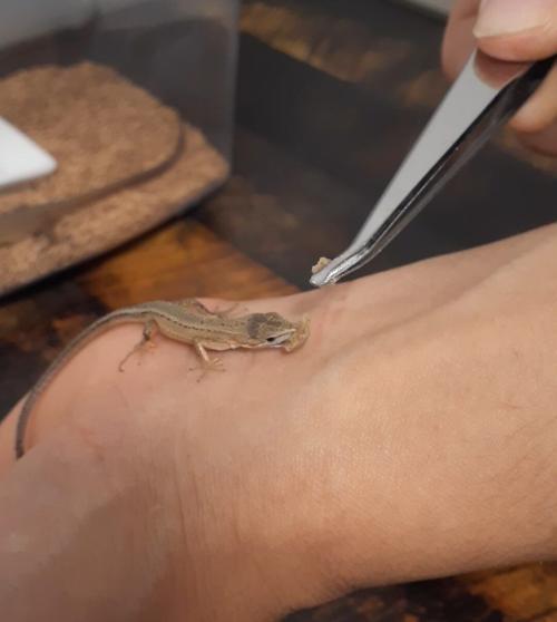 カナヘビの飼い方 小学生でもできる日々のお世話の方法 とかぼうブログ