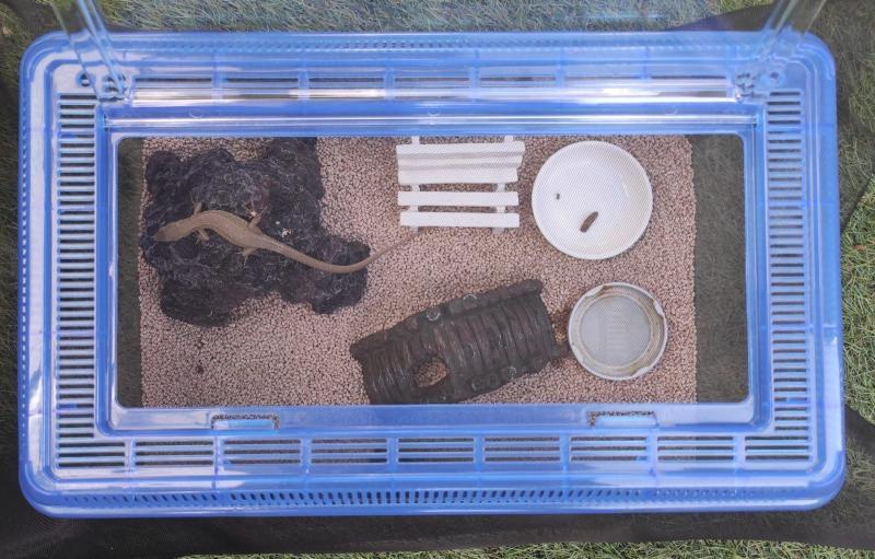 カナヘビ飼育セット